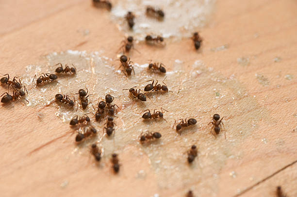 Best Insect Control  in Mcconnelsville, OH